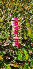 Epacris longiflora