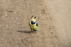 Trachyphonus vaillantii
