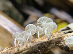 Marasmiellus