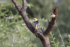 Trachyphonus vaillantii