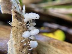 Marasmiellus