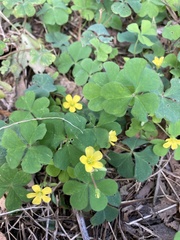 Oxalis