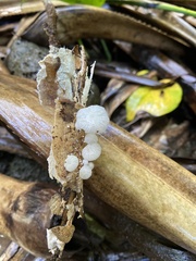Marasmiellus