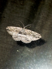 Scioglyptis canescaria