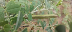 Indigofera lupatana