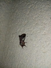 Diloba caeruleocephala