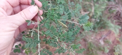 Indigofera lupatana