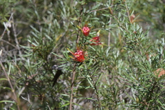 Lambertia formosa