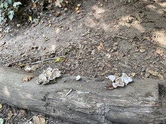 Pleurocybella porrigens