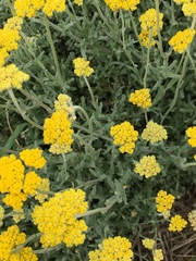 Helichrysum odoratissimum
