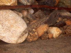 Sicyopterus
