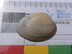 Katelysia rhytiphora