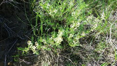 Astragalus tenellus