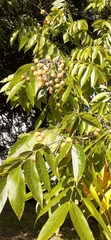 Angiospermae