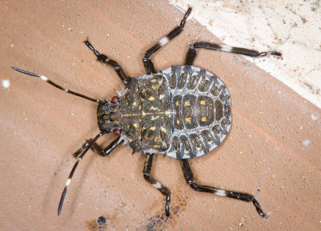 Brown Marmorated Stink Bug from Corvallis, OR, USA on August 29, 2018 ...