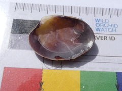 Katelysia rhytiphora