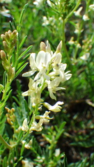 Astragalus tenellus