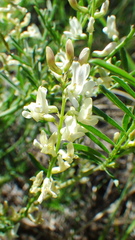 Astragalus tenellus