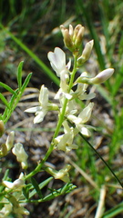 Astragalus tenellus