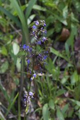 Dianella caerulea