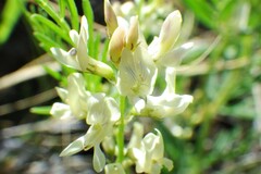 Astragalus tenellus