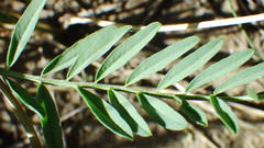 Astragalus tenellus
