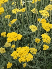 Helichrysum odoratissimum