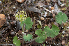 Hydrocotyle laxiflora