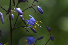 Dianella caerulea