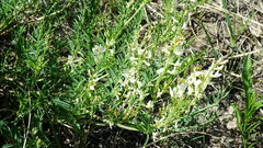 Astragalus tenellus