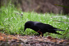 Corvus mellori