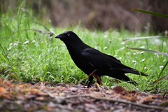 Corvus mellori