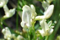 Astragalus tenellus