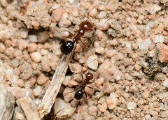 Melophorus