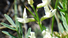 Astragalus tenellus