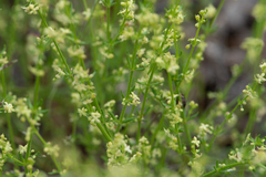 Galium gaudichaudii