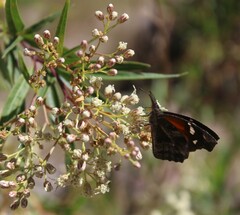 Libytheana carinenta mexicana