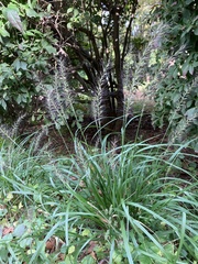 Cenchrus alopecuroides