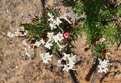 Gnidia pinifolia