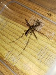 Toxorhynchites speciosus