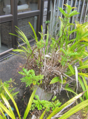 Pterophylla sylvicola