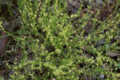 Galium gaudichaudii