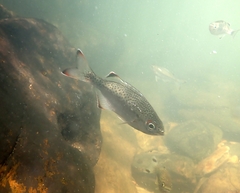 Kuhlia marginata
