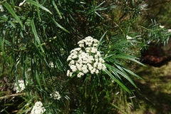Cassinia longifolia