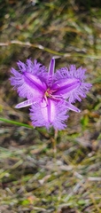 Thysanotus tuberosus
