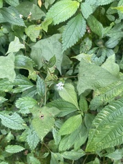 Persicaria biconvexa