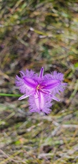Thysanotus tuberosus