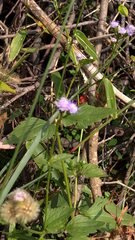 Praxelis clematidea