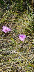 Thysanotus tuberosus