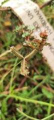 Dactyloctenium aegyptium
